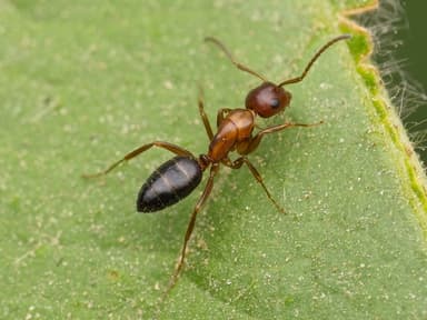 Camponotus essigi photo 22
