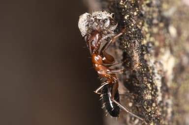 Camponotus essigi photo 23