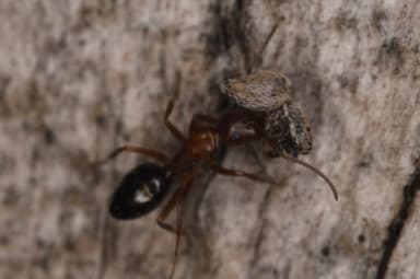 Camponotus essigi photo 24