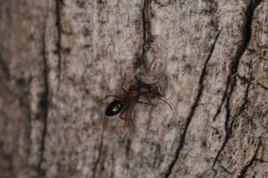 Camponotus essigi photo 25