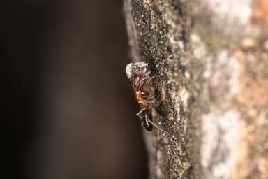 Camponotus essigi photo 26