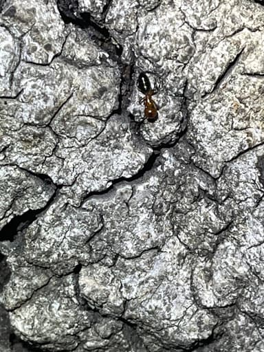Camponotus essigi photo 27