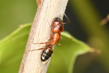 Camponotus essigi photo 28