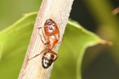 Camponotus essigi photo 29