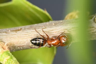 Camponotus essigi photo 30