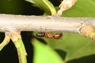 Camponotus essigi photo 31