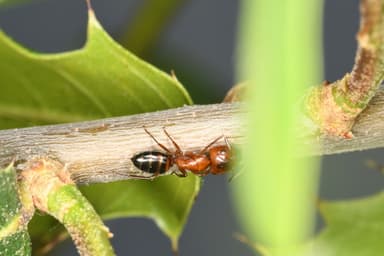 Camponotus essigi photo 32
