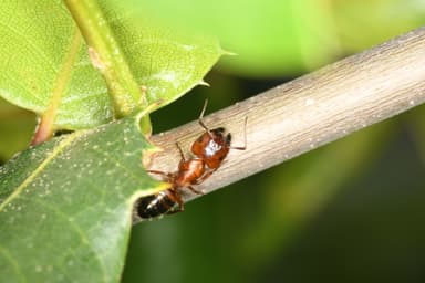 Camponotus essigi photo 34