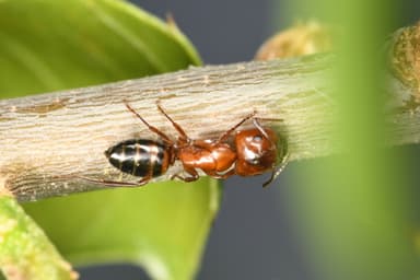 Camponotus essigi photo 36