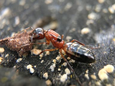 Camponotus essigi photo 37