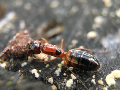 Camponotus essigi photo 38