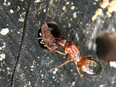 Camponotus essigi photo 40
