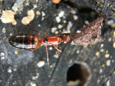 Camponotus essigi photo 41