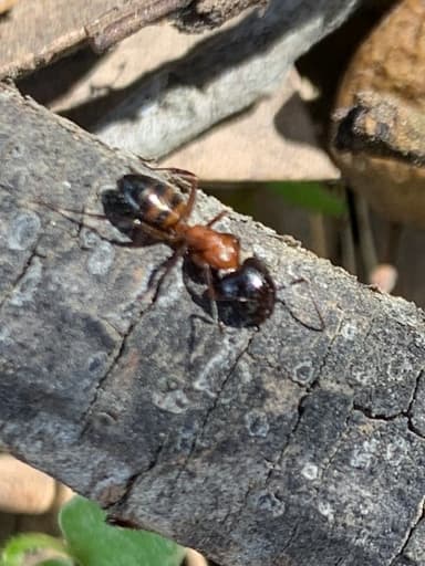 Camponotus essigi photo 42