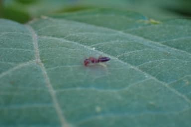 Camponotus essigi photo 43
