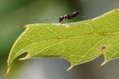 Camponotus essigi photo 44