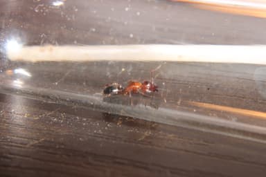 Camponotus essigi photo 45