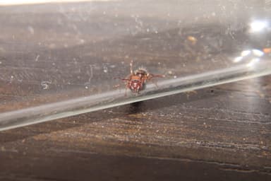 Camponotus essigi photo 46