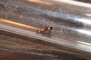 Camponotus essigi photo 47