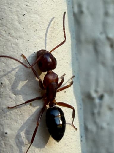Camponotus essigi photo 49