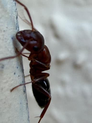 Camponotus essigi photo 50