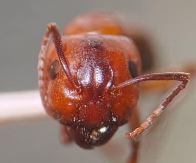 Camponotus essigi photo 51