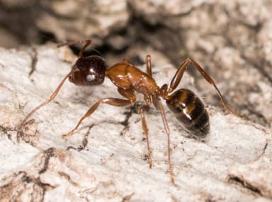 Camponotus essigi photo 53