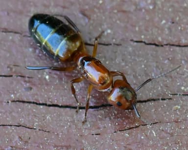 Camponotus essigi photo 55