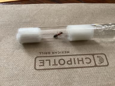 Camponotus essigi — queen photo 56