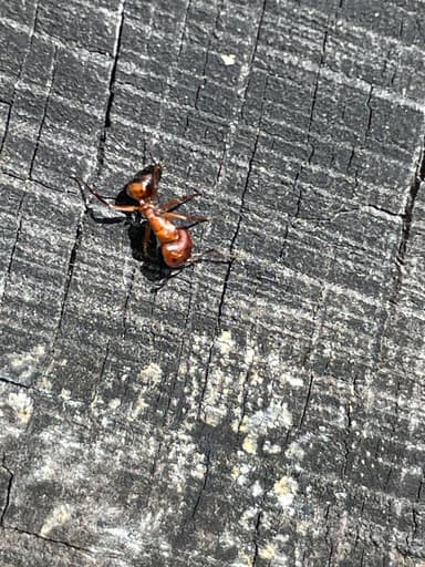 Camponotus essigi photo 57