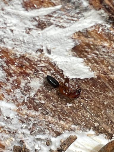 Camponotus essigi photo 58