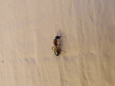 Camponotus essigi photo 59