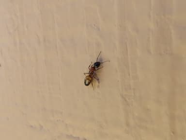 Camponotus essigi photo 60