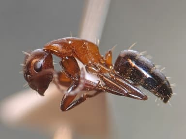 Camponotus essigi photo 61