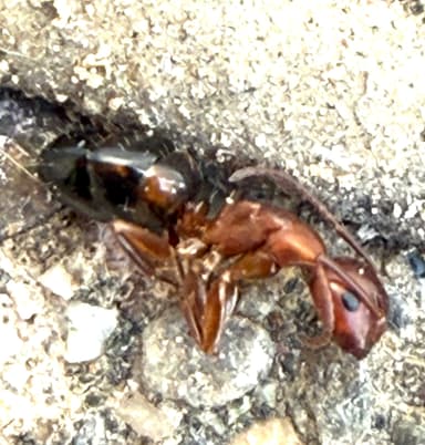 Camponotus essigi photo 62