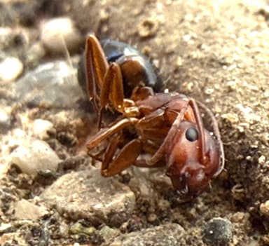 Camponotus essigi photo 63
