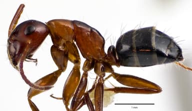 Camponotus essigi photo 65