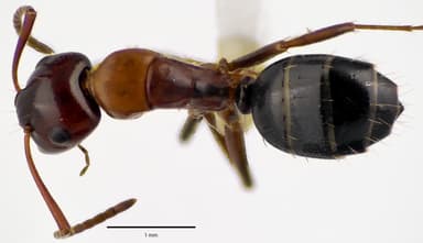 Camponotus essigi photo 66
