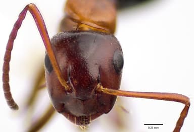 Camponotus essigi photo 67