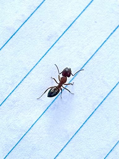 Camponotus essigi photo 68