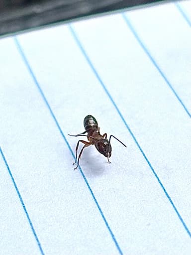 Camponotus essigi photo 69