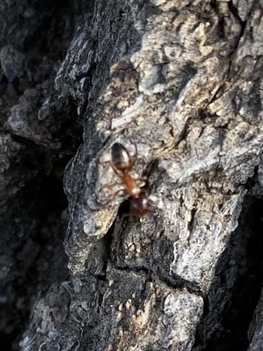 Camponotus essigi photo 70