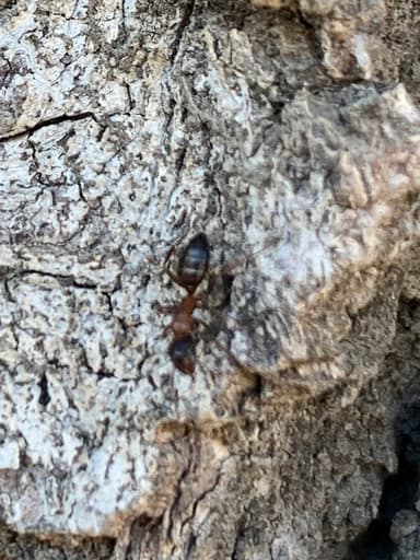Camponotus essigi photo 71