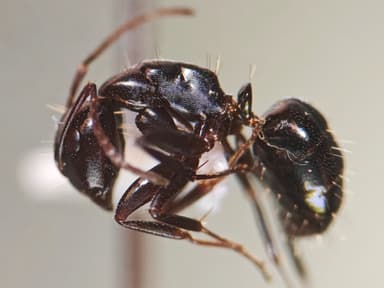 Camponotus essigi photo 72