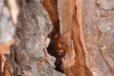 Camponotus essigi photo 73