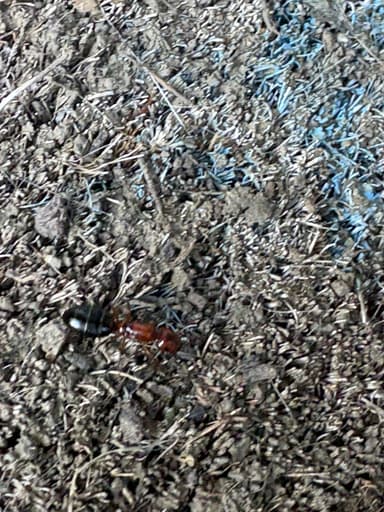 Camponotus essigi photo 75