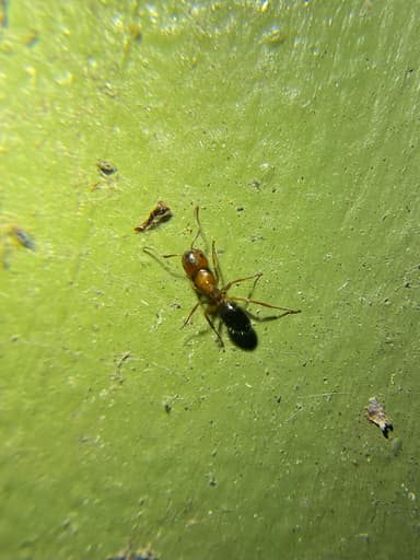 Camponotus essigi photo 76