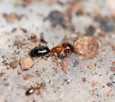 Camponotus essigi photo 77