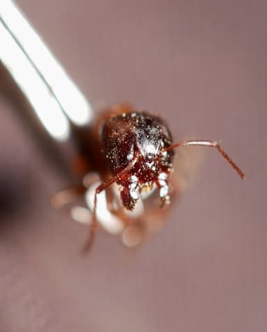 Camponotus essigi photo 80