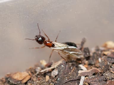 Camponotus essigi photo 81